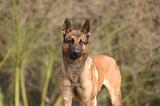 MALINOIS 1106